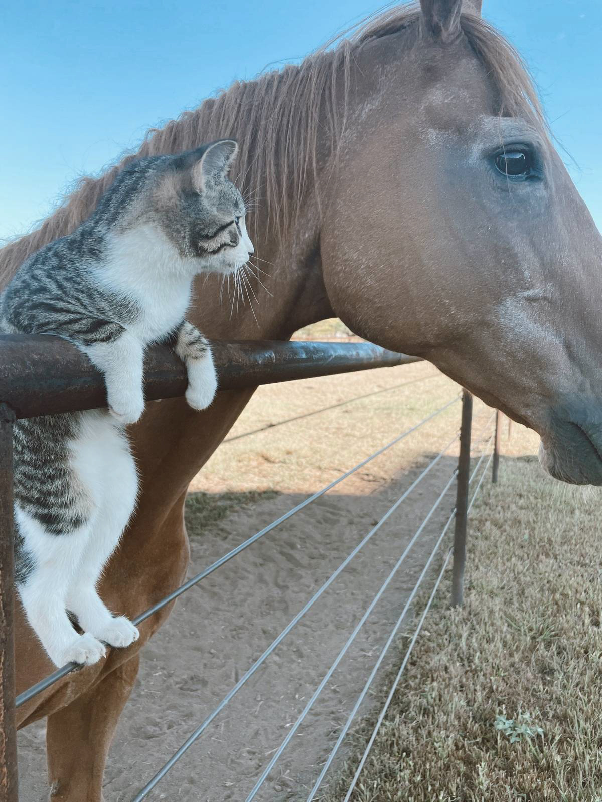 Adorably Cute Friendship Between A Cat And A Horse Is Melting Hearts All Over The Internet