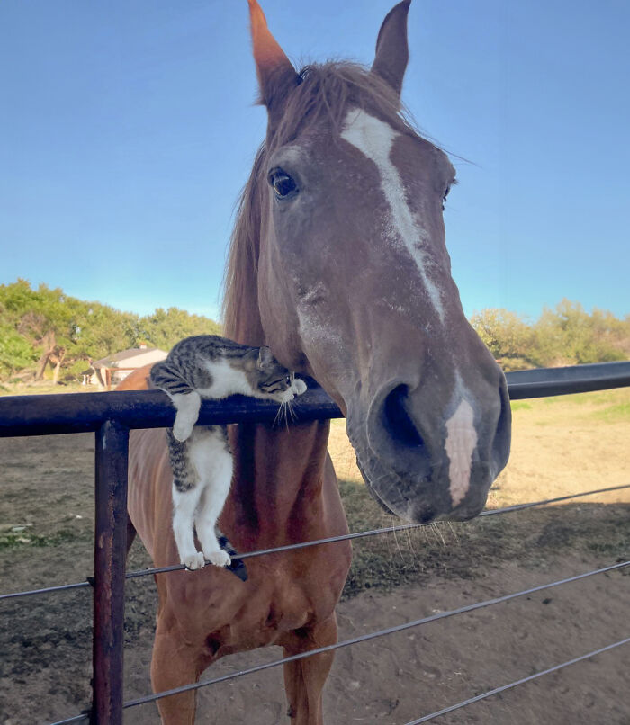 Adorably Cute Friendship Between A Cat And A Horse Is Melting Hearts All Over The Internet