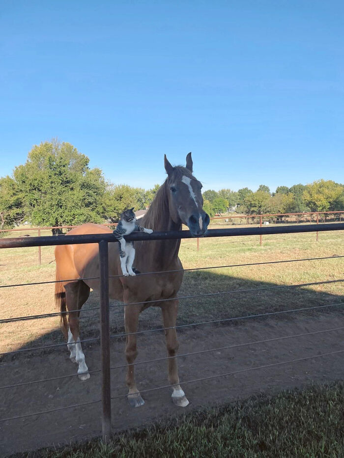 Adorably Cute Friendship Between A Cat And A Horse Is Melting Hearts All Over The Internet