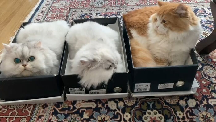 Three fluffy cats snugly fit into shoeboxes on a Persian rug, capturing a funny cat trap scene.
