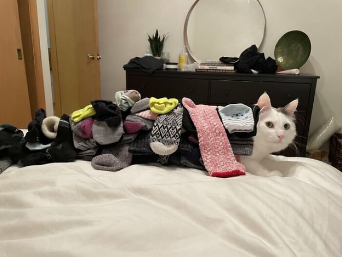 Cat with socks on back, humorously covered by a pile, in a bedroom setting.