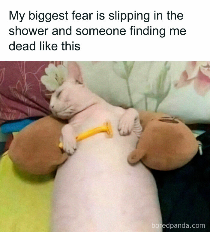 Hairless cat with plush toys and plastic fork, illustrating a funny and relatable meme.