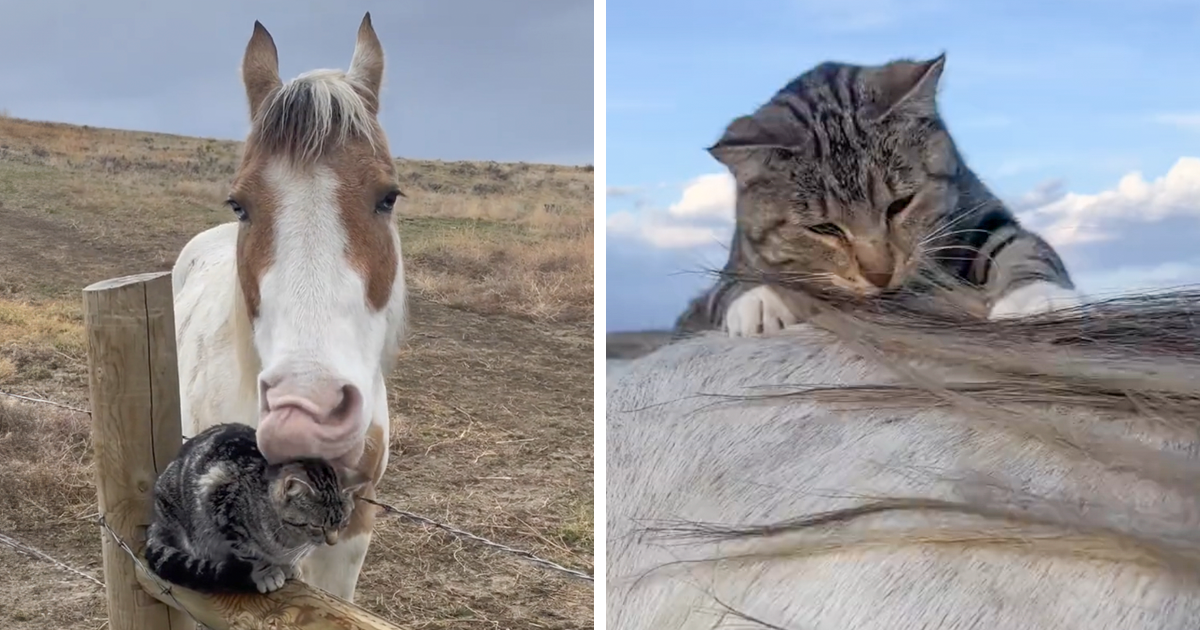 Adorably Cute Friendship Between A Cat And A Horse Is Melting