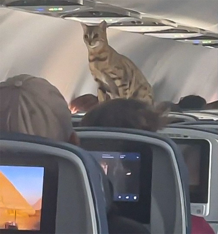 Handler Of Super-Sized Pooch He Brought On Airplane As &ldquo;Emotional Support&rdquo; Gets Reality Check