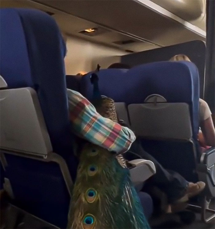 Handler Of Super-Sized Pooch He Brought On Airplane As &ldquo;Emotional Support&rdquo; Gets Reality Check