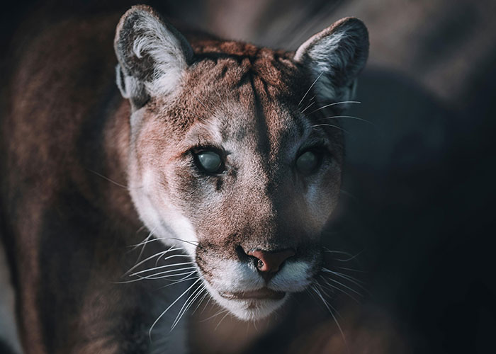 A cougar with intense eyes, highlighting the surprising sight people might encounter in someone's home.