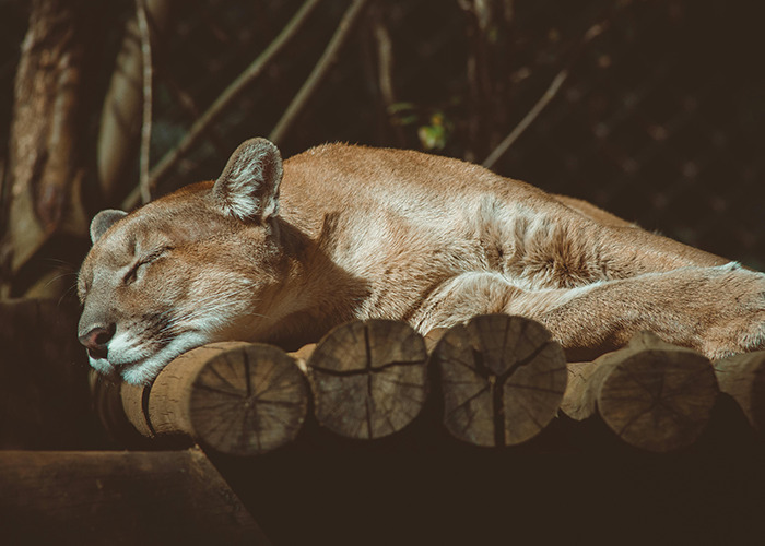 Cougar sleeping peacefully on logs in a surprising home setting.