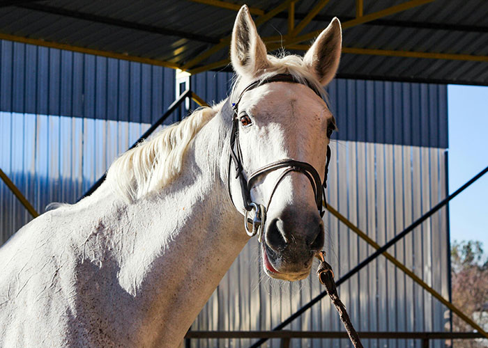 White horse in a barn with sunlight highlighting its coat, creating a surprising indoor sight.
