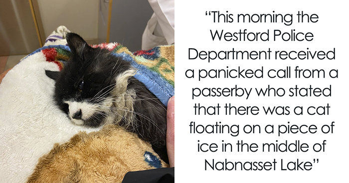20YO Blind Cat Found Stuck On Ice Chunk In Lake, Community Pulls Off A Miraculous Rescue