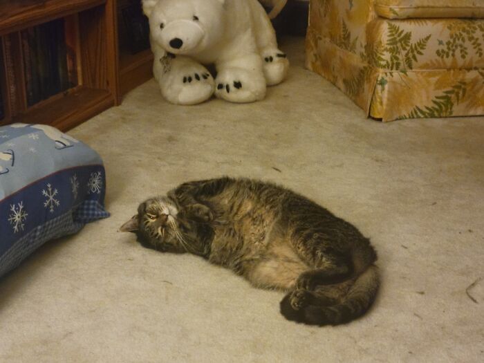 Gizmo And His Bear. As A Kitten, Gizmo Would Hide Under The Bear
