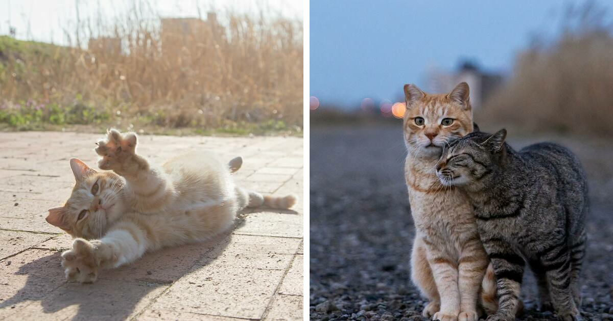 Documenting The Lives Of Tokyo's Stray Cats: 41 New Photos From