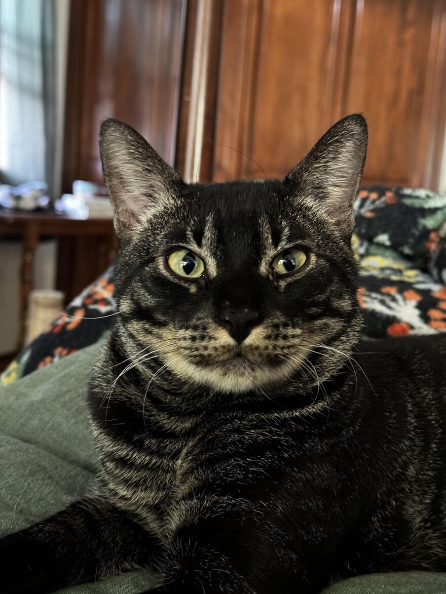 Tabby cat posing on a cozy bed, embodying the grace of super models in a stylish home setting.