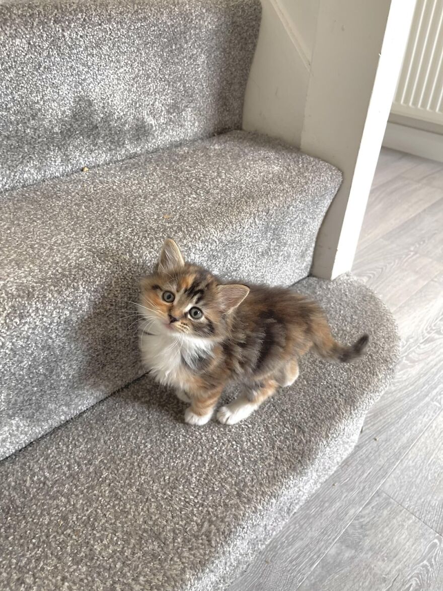Adorable kitten posing on carpeted stairs, exemplifying cats as super models.