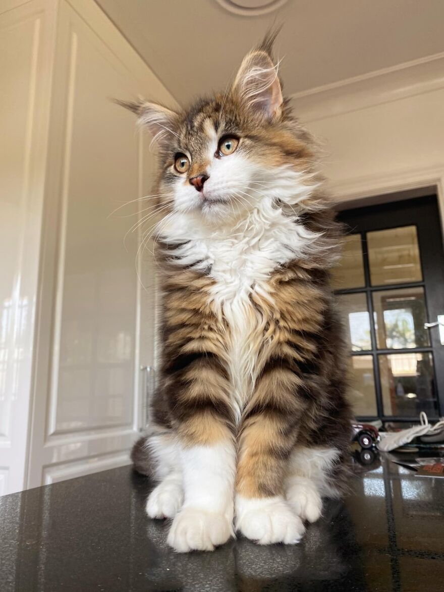 Fluffy Maine C**n kitten posing elegantly indoors, embodying cats as super models.