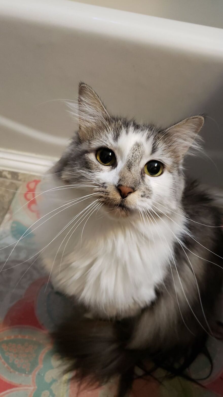 Fluffy cat with striking green eyes, embodying grace and elegance, resembling a super model in a cozy setting.