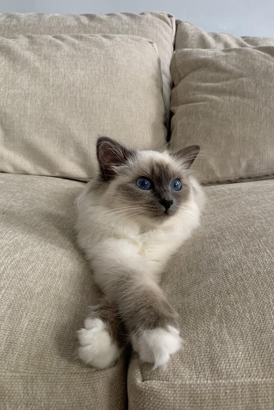 Fluffy cat with striking blue eyes lounging elegantly on a beige sofa. Cats as super models.