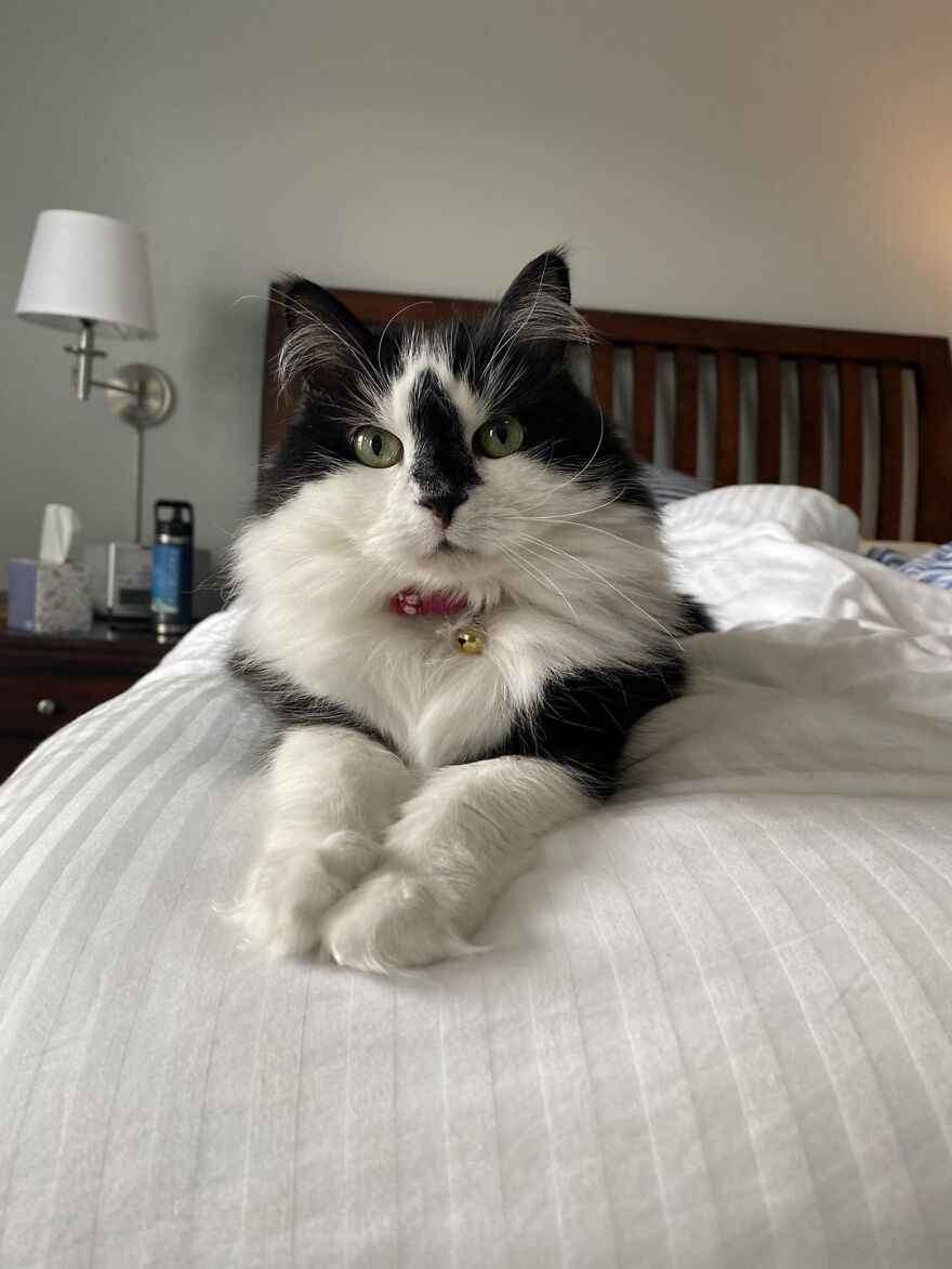 Black and white cat posing like a super model on a bed, with paws crossed and a pink collar bell.
