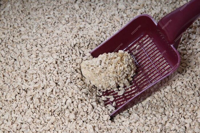 Cat litter scoop showing a common weird habit after moving in together.