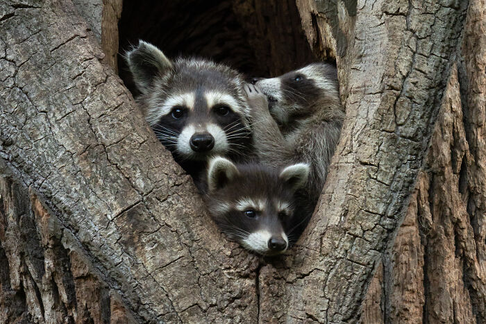 Raccoons peering from a tree hollow, a winning shot in Nikon's Comedy Wildlife Awards 2024.