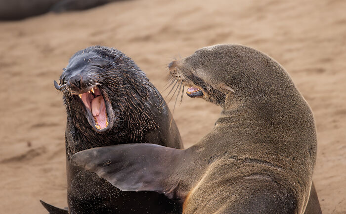 Seals humorously interacting on a beach, showcasing a winning moment at Nikon's Comedy Wildlife Awards 2024.