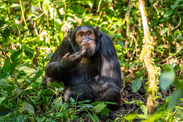 Chimpanzee in a thoughtful pose among green foliage, winner of Nikon's Comedy Wildlife Awards 2024.