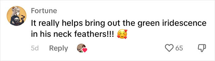 People Online Melt After Seeing This Adorable Pigeon Show Off His Christmas Sweaters