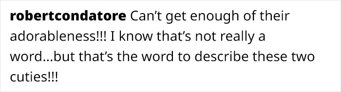 Text expressing delight over a dog's and cat's adorable traits, highlighting their cute companionship. Text expressing delight over a dog's and cat's adorable traits, highlighting their cute companionship.