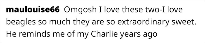 Text from an online comment praising beagles, mentioning their sweet nature and a personal memory of a dog named Charlie. Text from an online comment praising beagles, mentioning their sweet nature and a personal memory of a dog named Charlie.