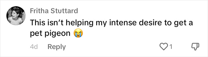 People Online Melt After Seeing This Adorable Pigeon Show Off His Christmas Sweaters