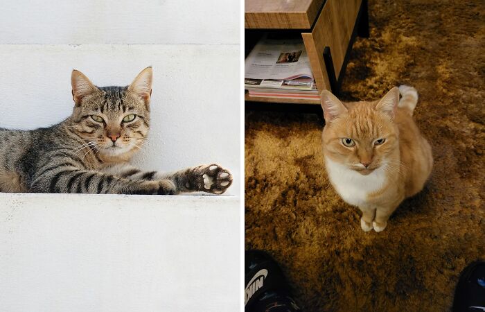 Hey Pandas, Post What Your Pet Is Doing Right Now (Closed)