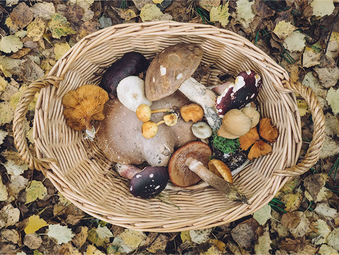 A basket of wild mushrooms on autumn leaves, showcasing crazy body life hacks for natural health benefits.