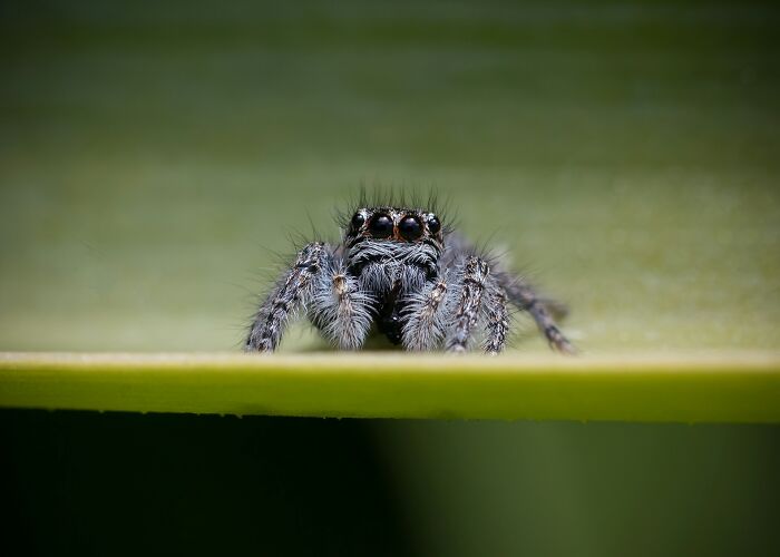 Close-up of a small, furry spider on a leaf representing unusual facts.