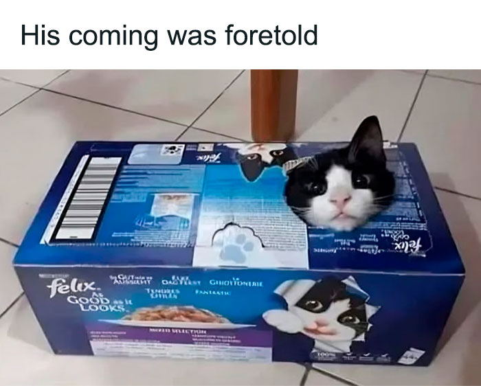 Funny cat peeking out of a cardboard box with “His coming was foretold” text above.