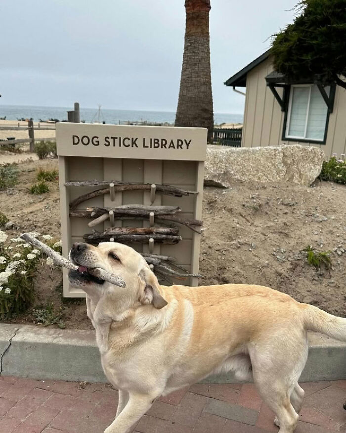 Yellow lab with a stick at a dog stick library, beach scene in background. Yellow lab with a stick at a dog stick library, beach scene in background.
