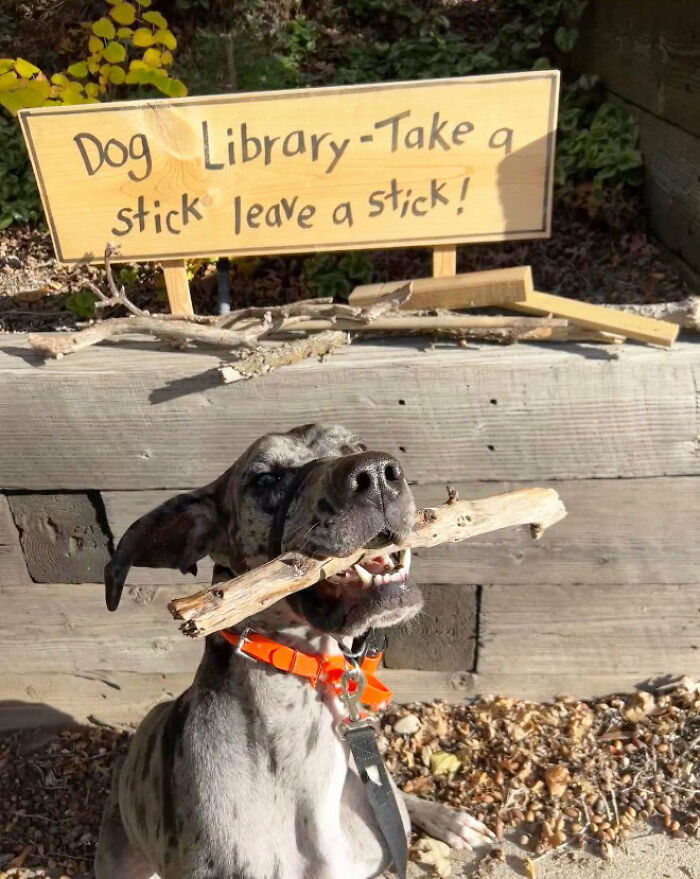 Dog holding a stick in front of the sign for a stick library, showcasing a viral idea for dogs globally. Dog holding a stick in front of the sign for a stick library, showcasing a viral idea for dogs globally.
