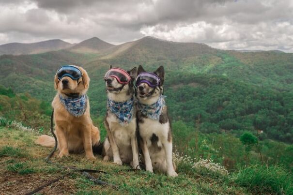 Three dogs wearing goggles, sitting on a hill with scenic mountains, showcasing eyewear for work and fun adventures.