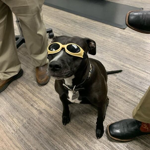 Dog wearing goggles surrounded by people, showcasing trendy eyewear for work and fun.