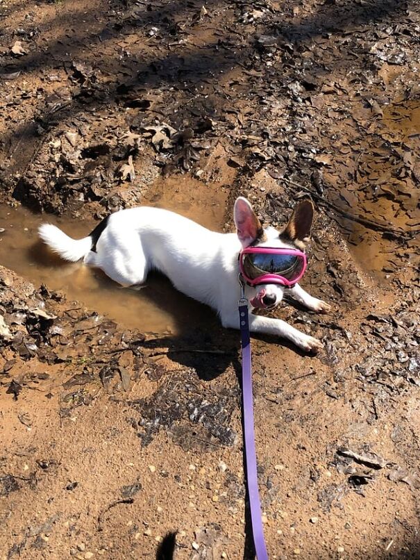 Dog wearing pink goggles lying in a muddy puddle, enjoying a fun day outdoors.