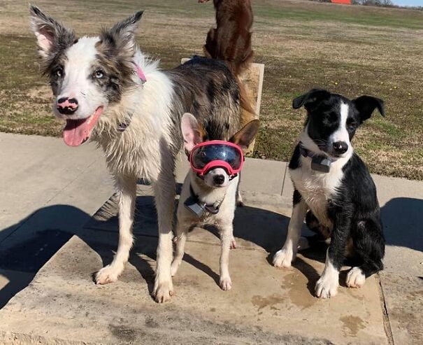 Three dogs sitting outdoors, one wearing pink goggles, highlighting eyewear-wearing dogs for work and fun.