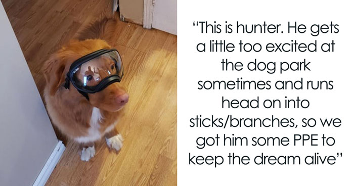 30 Dogs Wearing Goggles That Might Just Make Your Day, As Shared On This ‘Doggles’ Thread