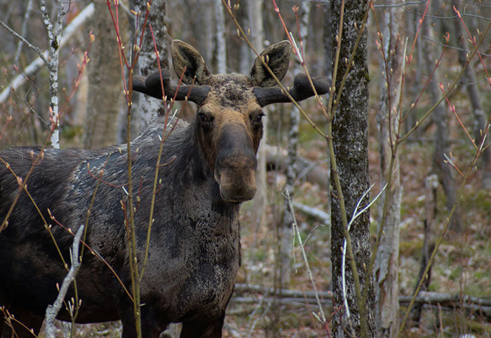 Moose standing in a forest, surrounded by trees and branches.