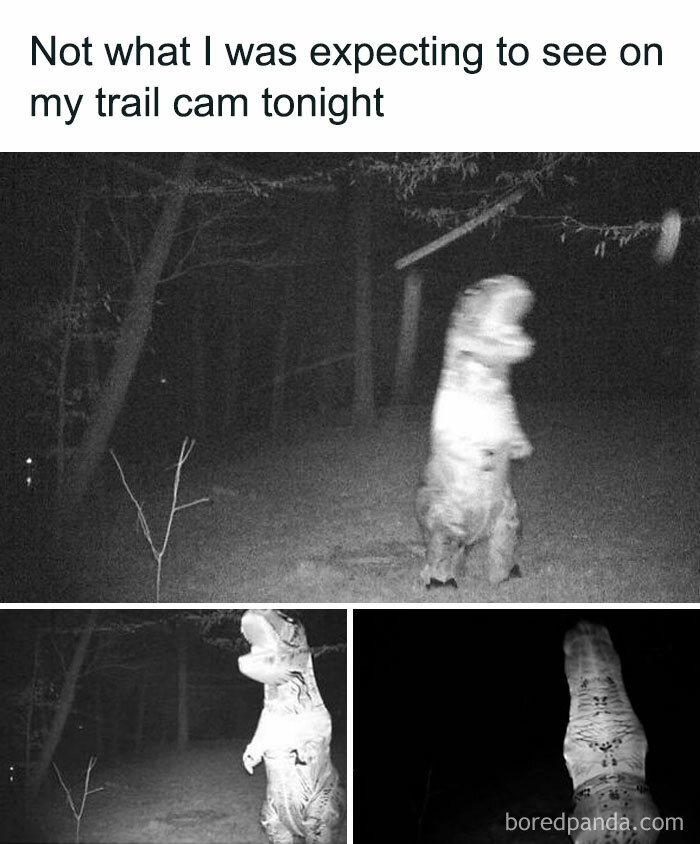 Trail cam captures funny dinosaur costume in the forest at night.