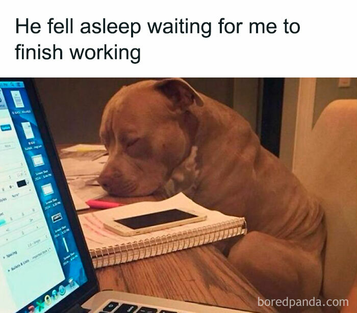Sleeping dog meme at a desk, surrounded by a laptop and notebook, showcasing funny pet moments.