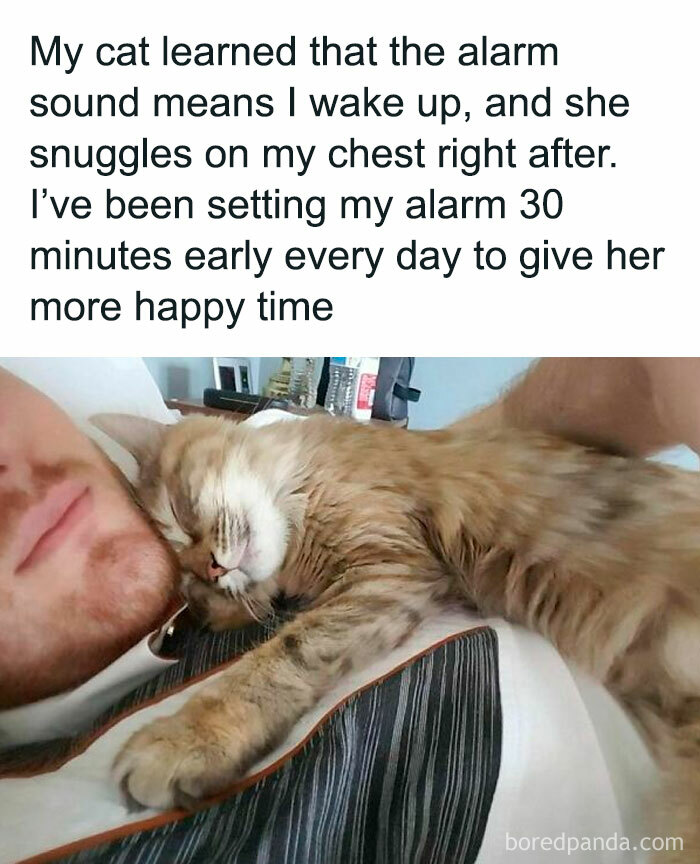 Cat snuggling on owner's chest, showcasing a funny and wholesome animal meme interaction.