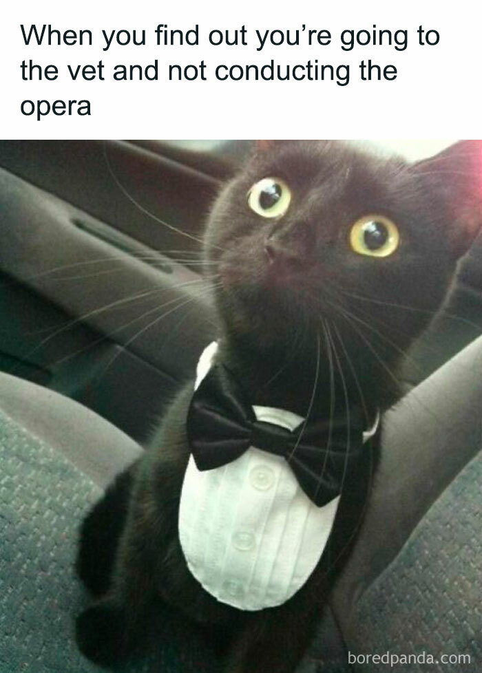 Surprised black cat in a tuxedo bib sitting in a car, featured in wholesome animal memes.