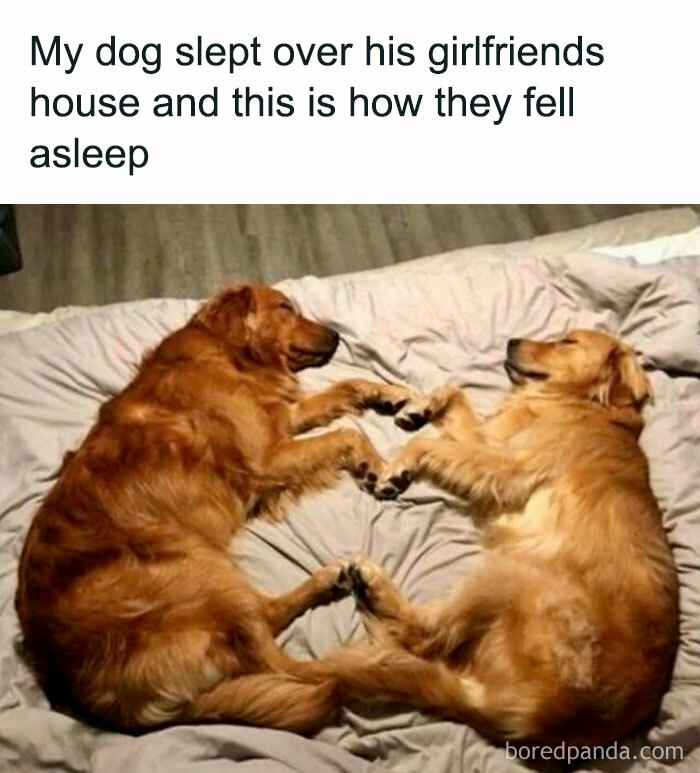 Two golden retrievers sleeping curled up, paws touching; funny wholesome animal memes.