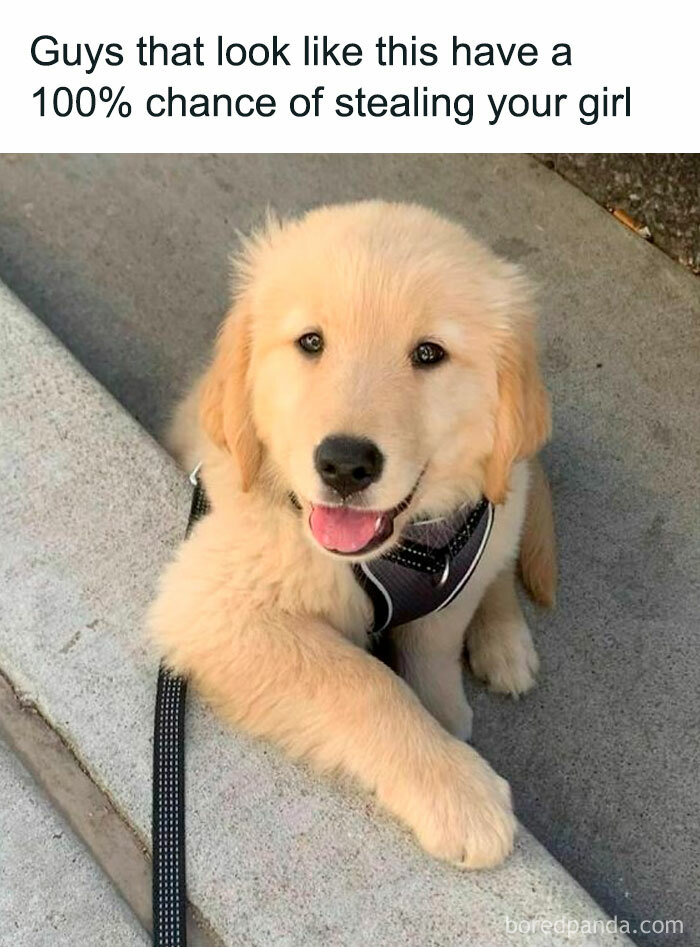 Cute golden retriever puppy with a funny caption, showcasing a wholesome animal meme ideal for uplifting your day.