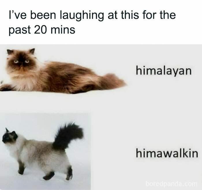 Wholesome animal meme with a Himalayan cat lying down and another labeled 'himawalkin' standing.