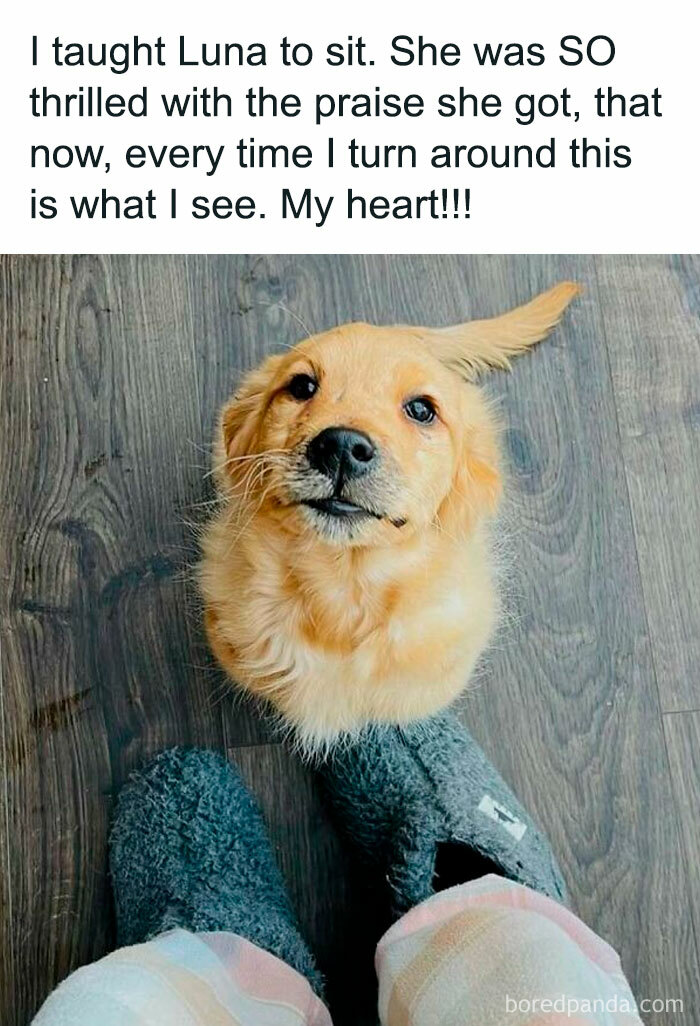 Cute dog looking up adorably at owner on wooden floor, highlighting funny animal memes.