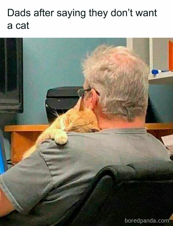 Man in an office with a cat on his shoulder, capturing funny animal memes.